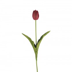 وردة توليب لون فوشي  70