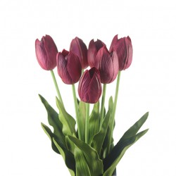 وردة توليب أحمر غامق 70