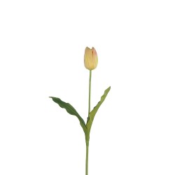 وردة توليب لون زهري داكن ملون  70