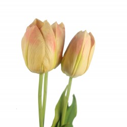 وردة توليب لون زهري داكن ملون  70