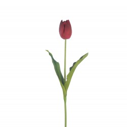 وردة توليب لون أحمر داكن ملون  70