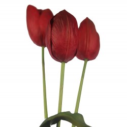 وردة توليب لون أحمر داكن ملون  70