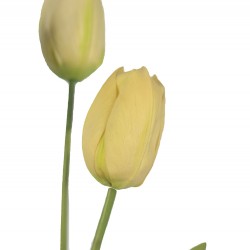 وردة توليب لون الشمبانيا  70