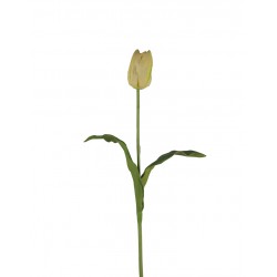 وردة توليب لون الشمبانيا  70