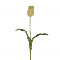 وردة توليب لون الشمبانيا  70