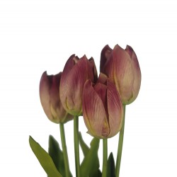 وردة توليب لون أرجواني ملون 70