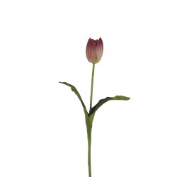 وردة توليب لون أرجواني ملون 70