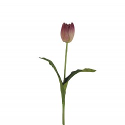 وردة توليب لون أرجواني ملون 70