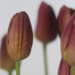 وردة توليب لون زهري ملون  65