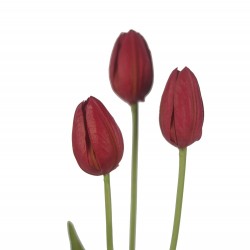 وردة توليب لون أرجواني ملون صغير 70