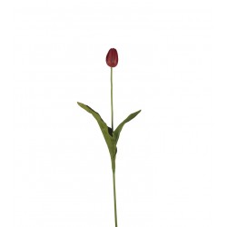 وردة توليب لون أرجواني ملون صغير 70