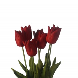 وردة توليب لون أحمر 70