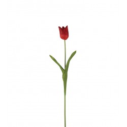 وردة توليب لون أحمر 70