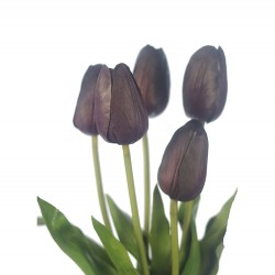 وردة توليب لون درجات القهوة 