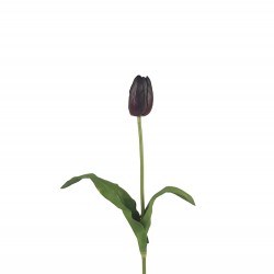 وردة توليب لون درجات القهوة 