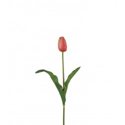 وردة توليب لون درجات الزهري  45