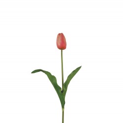 وردة توليب لون درجات الزهري  45