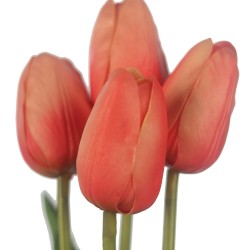 وردة توليب لون درجات الزهري  45