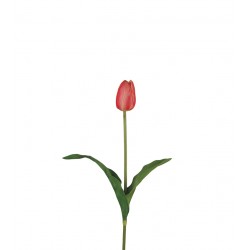 وردة توليب لون درجات الزهري الفاتح  45