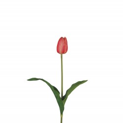 وردة توليب لون درجات الزهري الفاتح  45