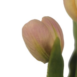 وردة توليب لون زهري داكن  40