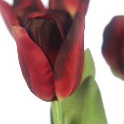 وردة توليب لون أحمر داكن 