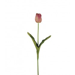 وردة توليب لون زهري 70