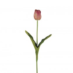 وردة توليب لون زهري 70