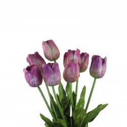 وردة توليب لون زهري 70