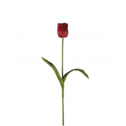 وردة توليب لون أحمر 70