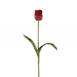 وردة توليب لون أحمر 70