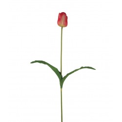 وردة توليب لون زهري فاتح 65