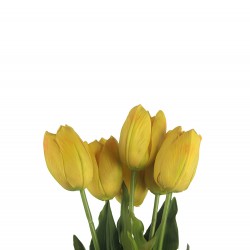 وردة توليب لون البرتقالي الملون  70