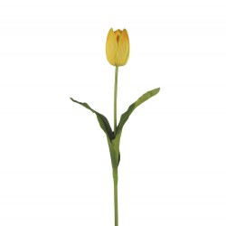 وردة توليب لون البرتقالي الملون  70