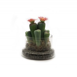 وعاء صبار زجاجي