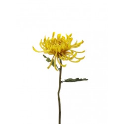 زهرة" Spider " صناعي