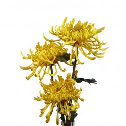 زهرة" Spider " صناعي