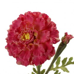 وردة المخملية  70