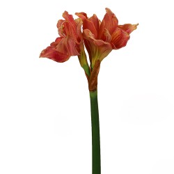 ورد ألاماريليس صناعي