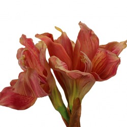 ورد ألاماريليس صناعي