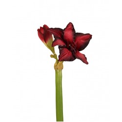 ورد ألاماريليس 70