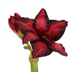 ورد ألاماريليس 70