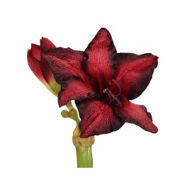 ورد ألاماريليس 70