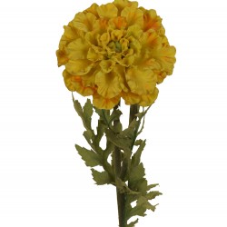 وردة مخملية 60