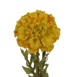 وردة مخملية 60