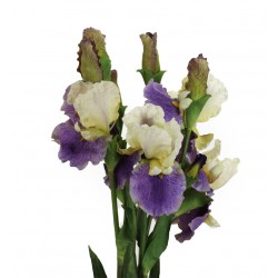 زهرة (Irises) أوركيد صناعي زهرة (Irises) أوركيد صناعي