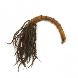 بذرة النخيل 