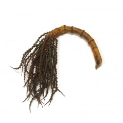 بذرة النخيل 