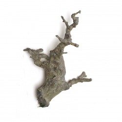 جذع شجره جذع شجره