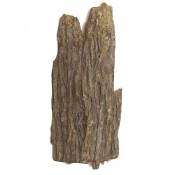 قشر ساق الاشجار قشر ساق الاشجار